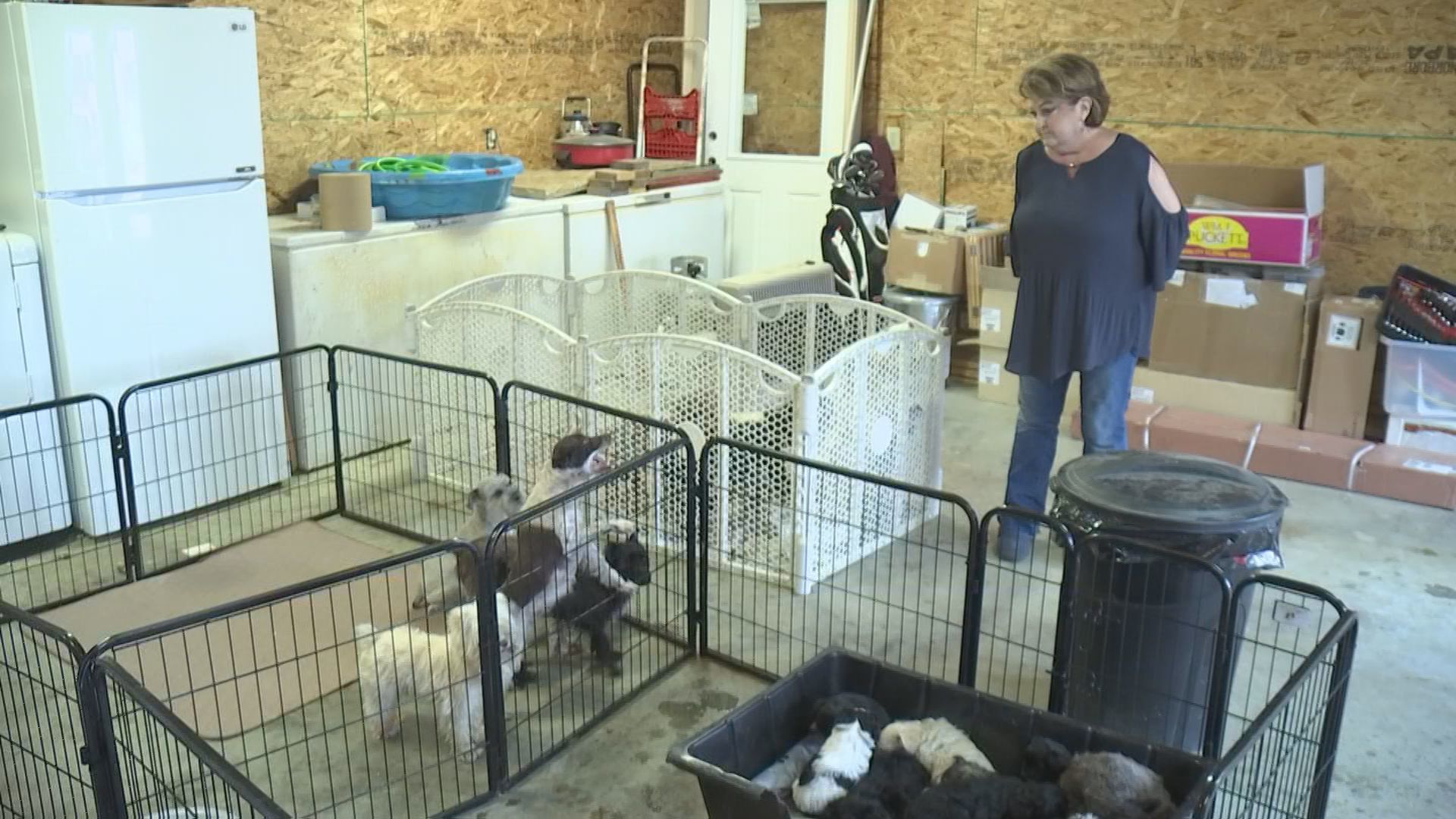 Dogs rescued from fire